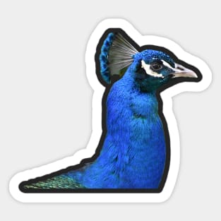 Peafowl Sticker